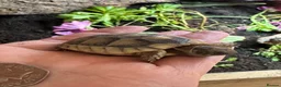 Tortoise reptiles for sale: 2025 Marginated tortoise hatchlings for sale  - Advert 2