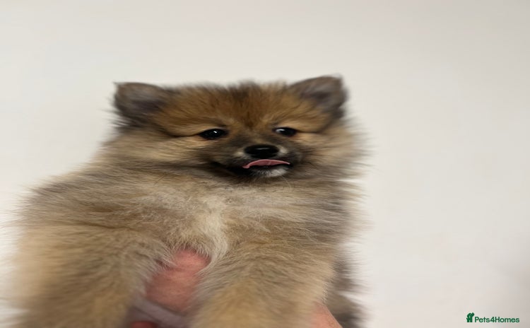 Pomeranian dogs - Advert 5