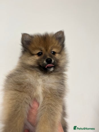 Pomeranian dogs - Advert 5
