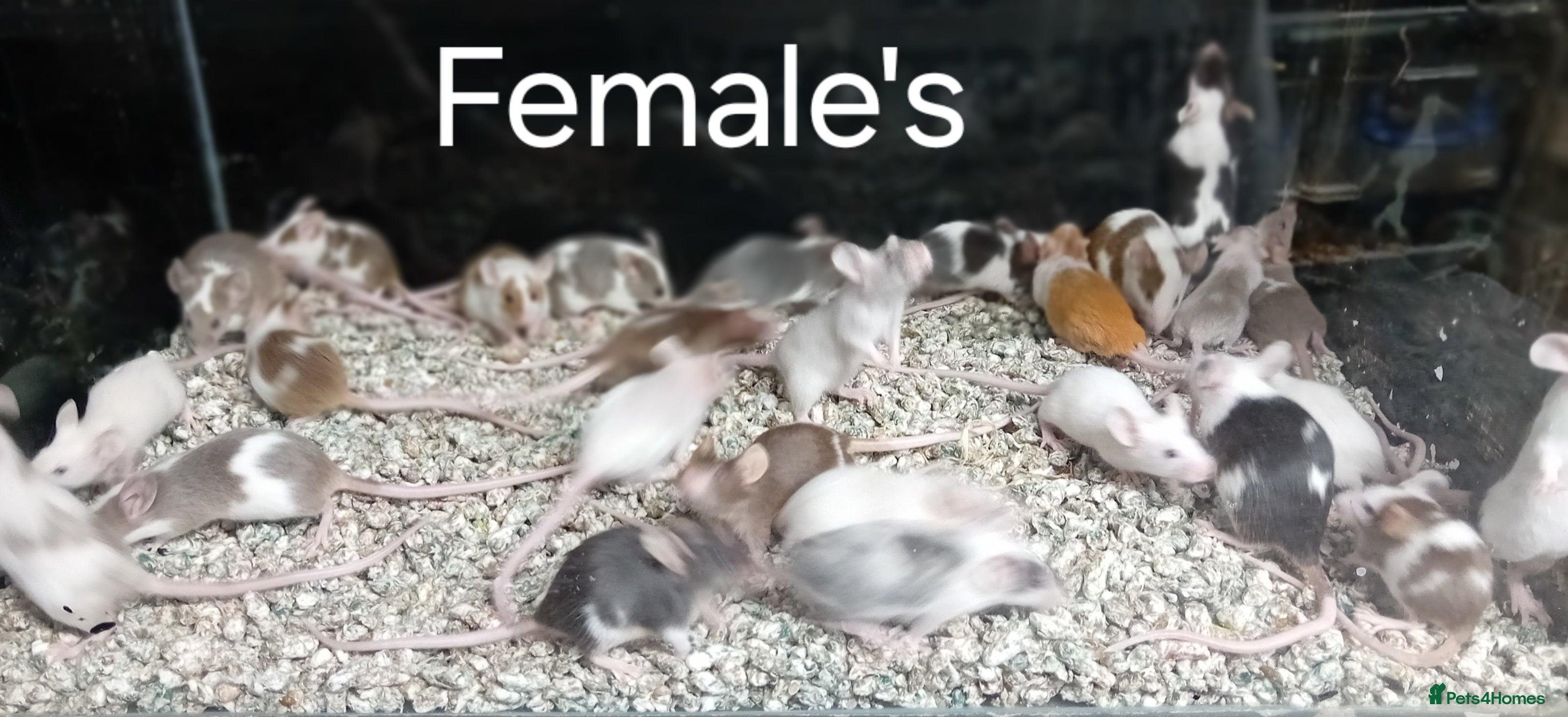 Mouse rodents Baby Fancy Pet mice , Males and Females - Advert 1