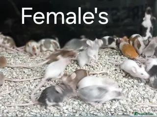 Mouse rodents Baby Fancy Pet mice , Males and Females - Advert 13
