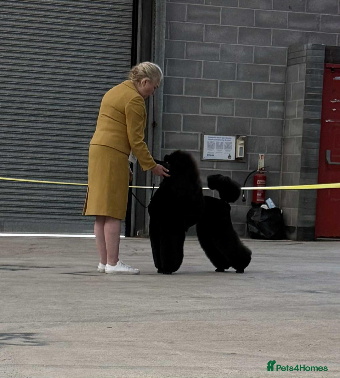 Standard Poodle dogs for sale: Seven Wonders of Standard Poodle Puppies - Advert 12