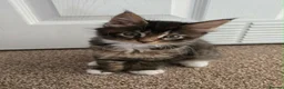 Maine Coon cats for sale: 1 TICA registered Maine Coon boy. - Advert 8