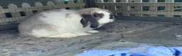 Dwarf Lop rabbits for sale: female bunny - Advert 2
