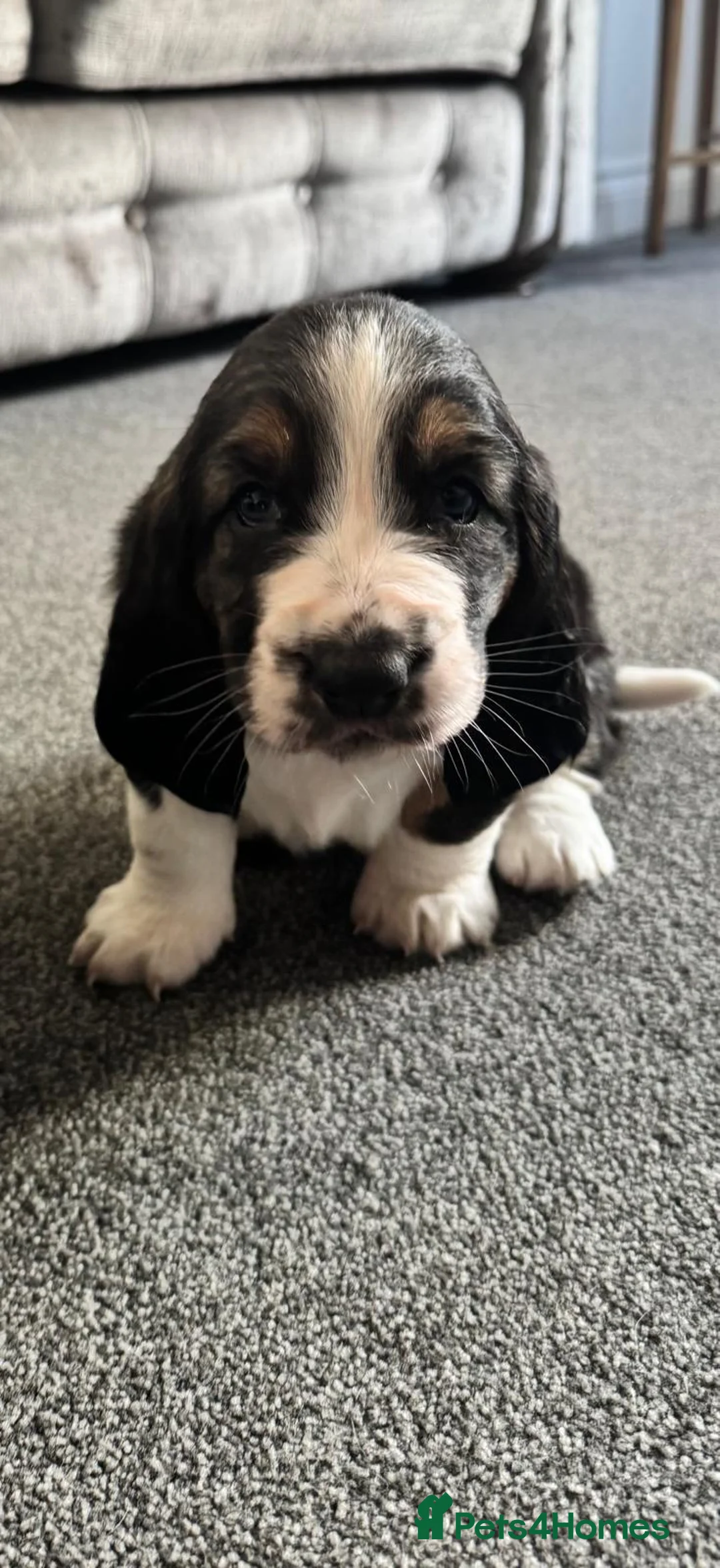 Basset Hound dogs for sale: One Beautiful Basset Hound Pup (Bertha) remaining. - Advert 24