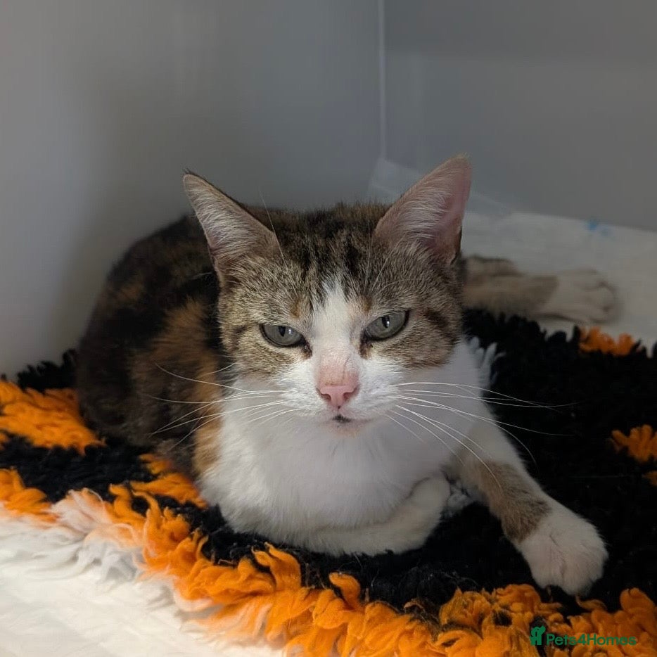 Domestic Shorthair cats Rosie, approx 5 years old  - Advert 2