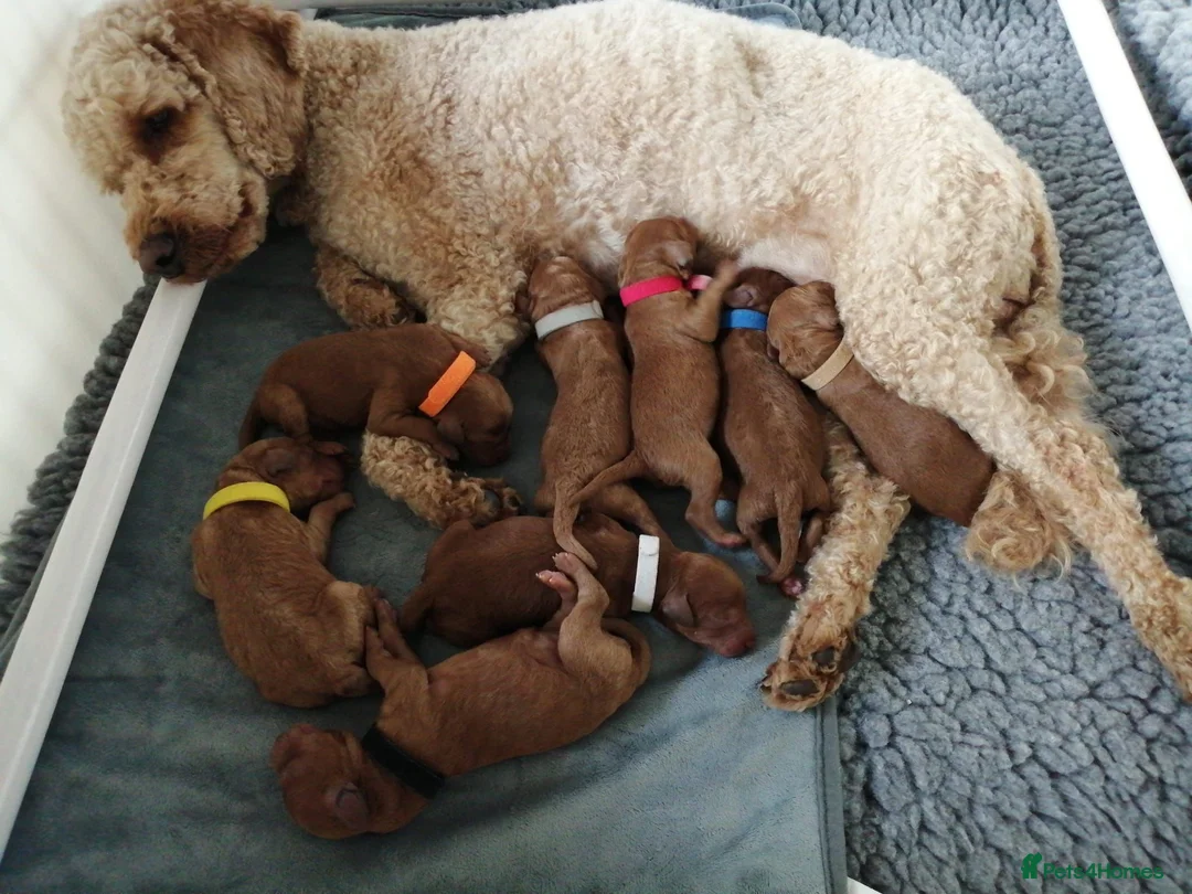 Miniature Poodle dogs for stud: KC Fox Red Fully Health Tested Miniature Poodle in Wirral - Advert 4