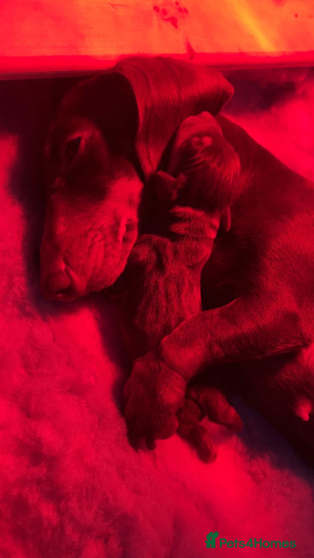 Miniature Dachshund dogs for sale: Miniature dashaund puppies - Image 3