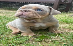 English Bulldog dogs for sale: Beautiful KC lilac & tan English bulldog puppies - Image 25