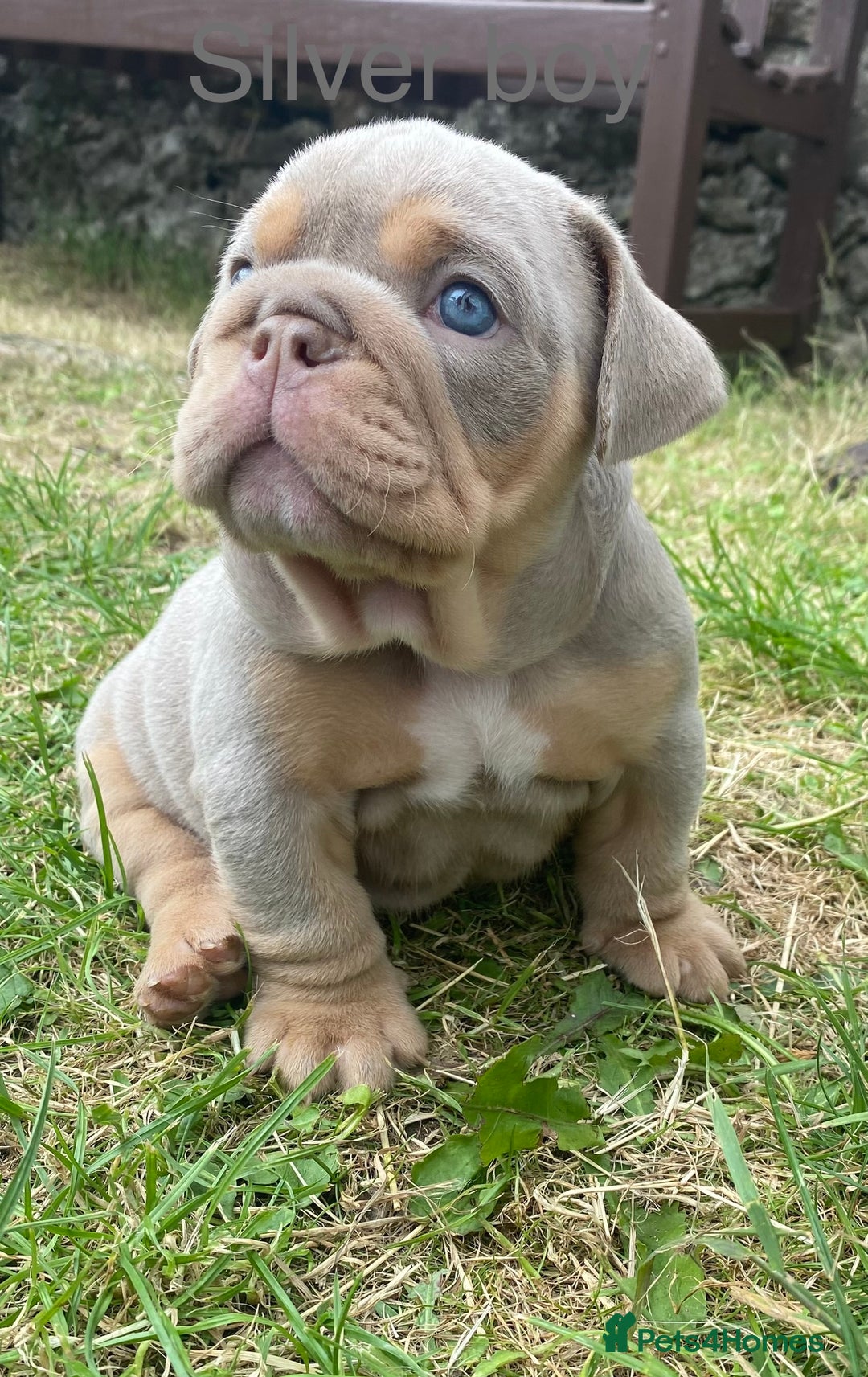 English Bulldog dogs for sale: Beautiful KC lilac & tan English bulldog puppies - Image 25