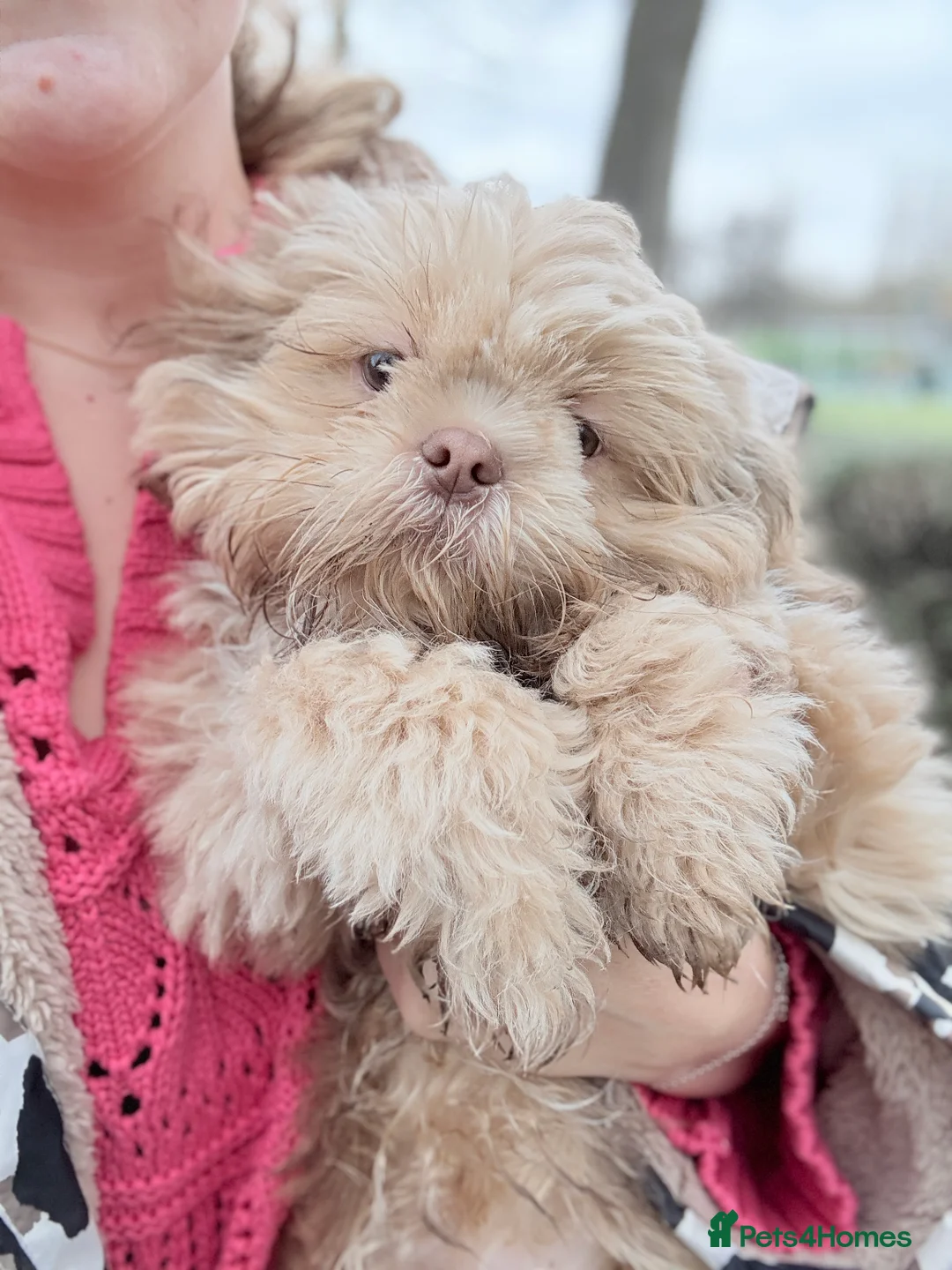 Shih Tzu dogs for sale: Shih Tzu puppy - Advert 3