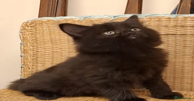 Mixed Breed cats - Advert 5