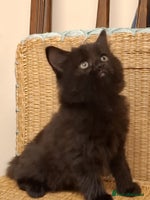 Mixed Breed cats - Advert 14