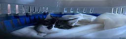 Domestic Shorthair cats for sale: FEMALE CATS LOOKING TO BE REHOMED - Advert 5