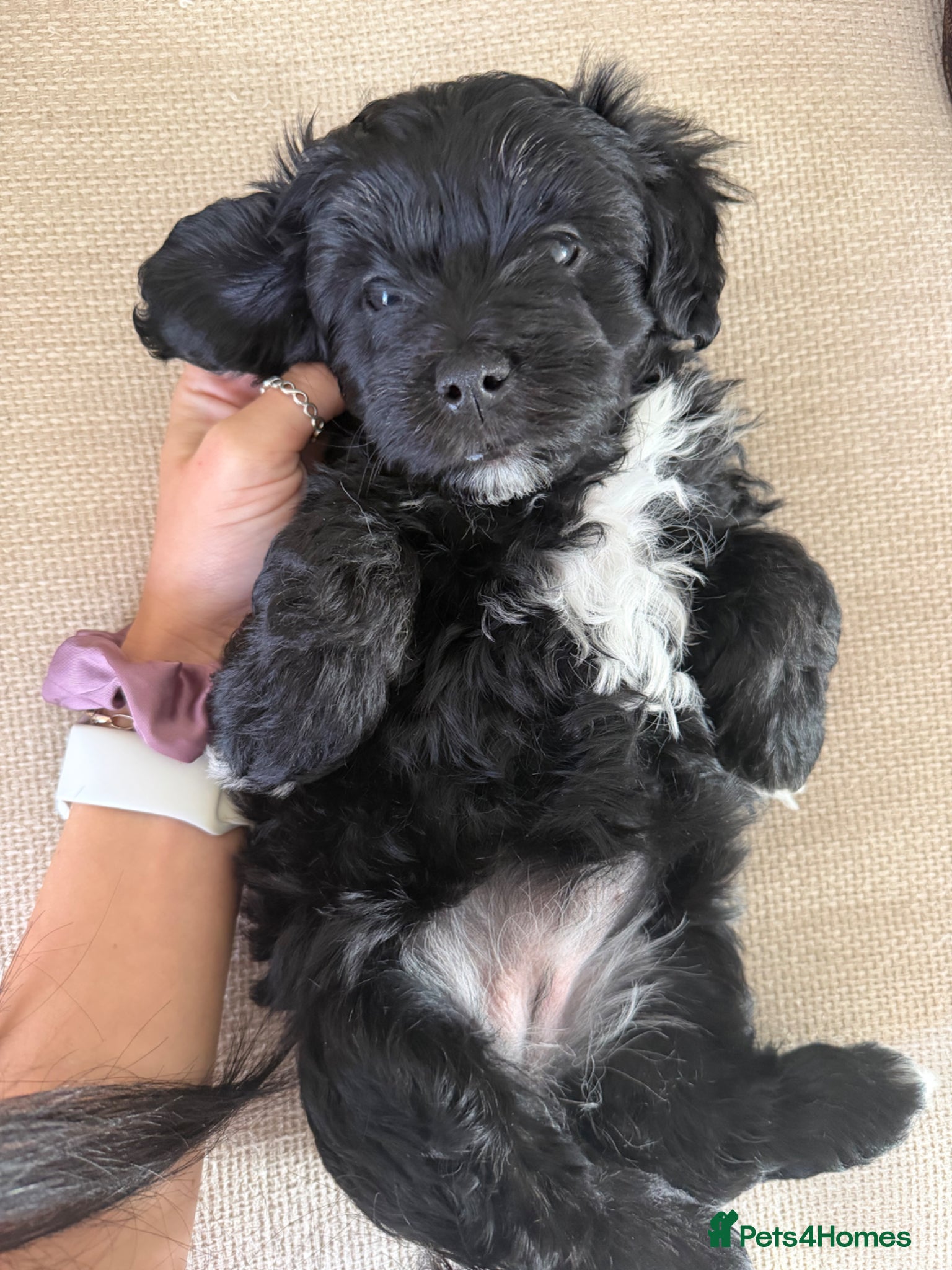 Maltipoo dogs Beautiful Litter of Four Puppies - Advert 1