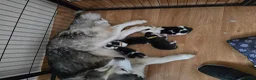 Siberian Husky dogs for sale: SIBERIAN HUSKY PUPS, 4 GIRLS, 1 BOY  - Advert 12