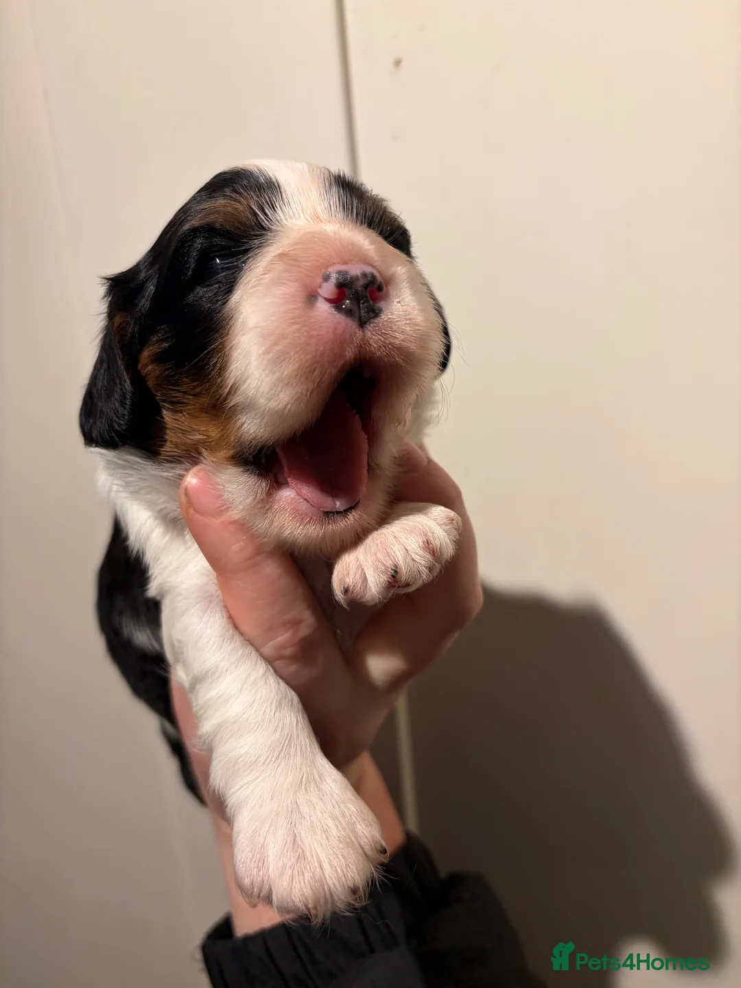 Cavalier King Charles Spaniel dogs for sale: Beautiful tri boy available  - Advert 8
