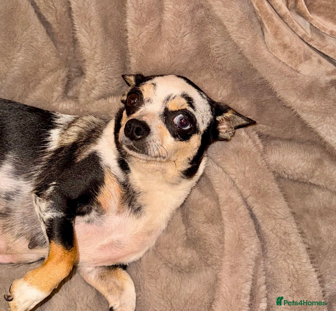 Chihuahua dogs for sale: 🌸🐶 Chihuhua Puppies 🐶🌸 - Image 14