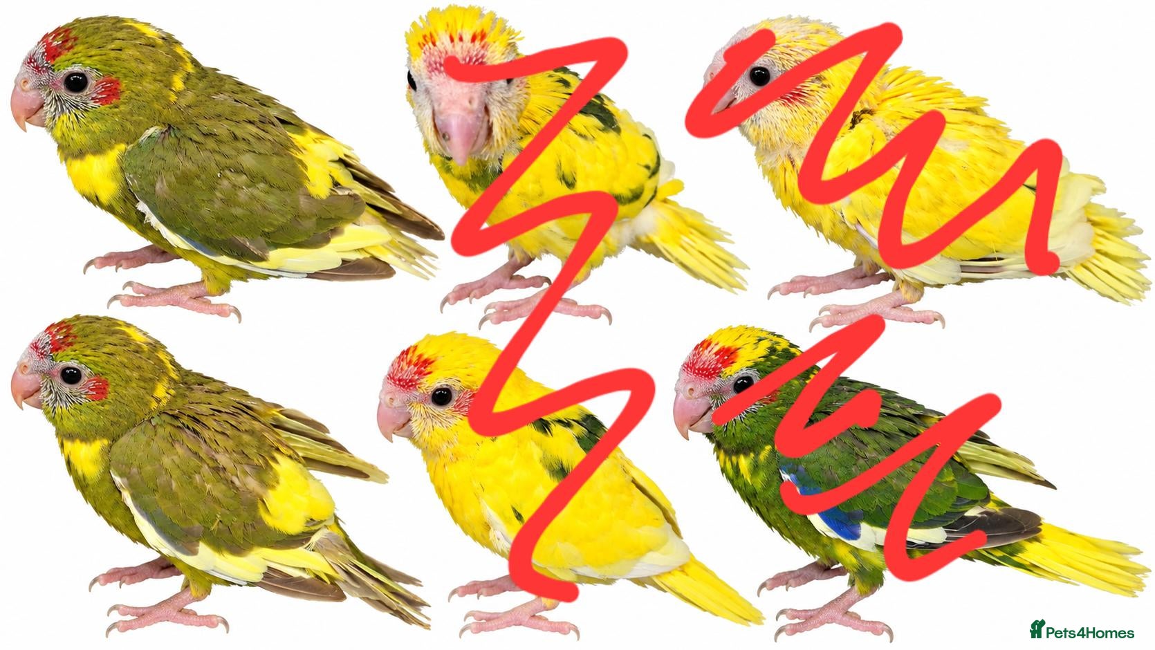 Parrots birds for sale: 2x female kakarikis chicks ready now - Advert 1