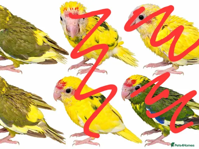 Parrots birds for sale: 2x female kakarikis chicks ready now - Advert 2