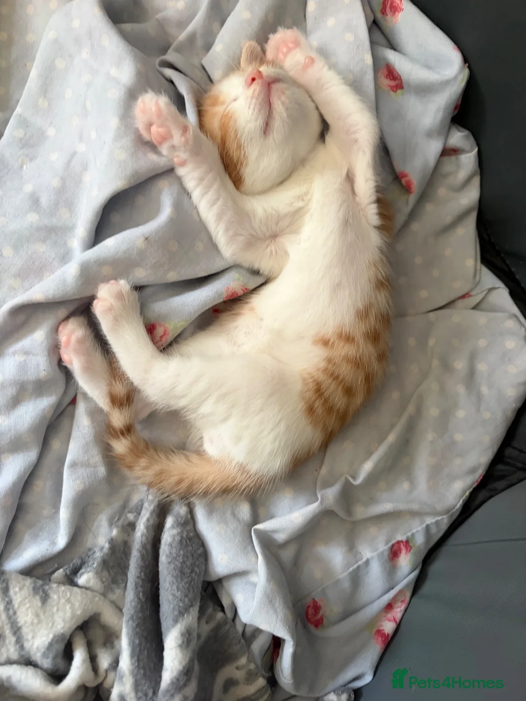 Mixed Breed cats for sale: Beautiful kittens  - Advert 8