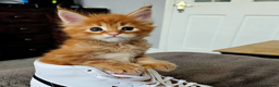Maine Coon cats for sale: Red Tabby Maine Coons  - Advert 18