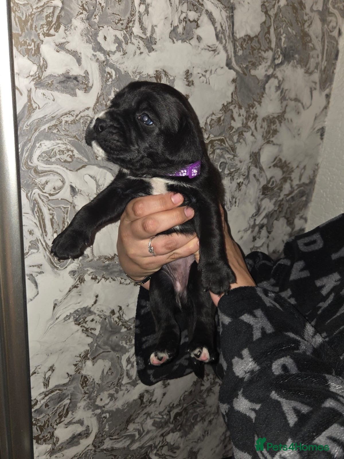 Mixed Breed dogs  RARE BREED boxador puppies for sale  - Advert 1