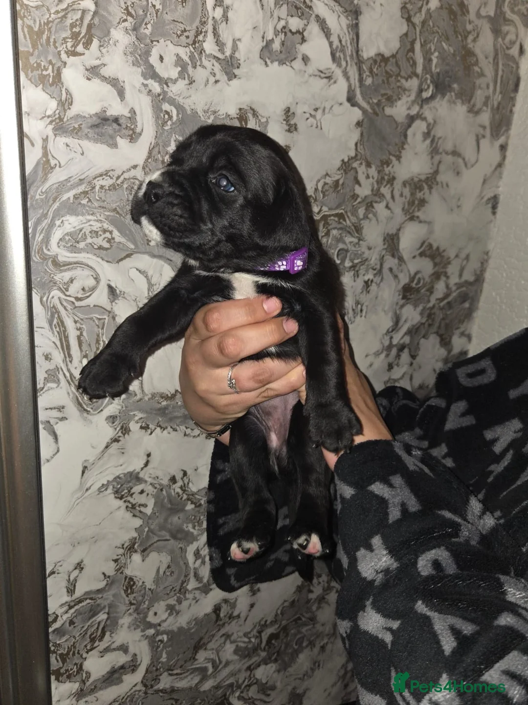 Mixed Breed dogs for sale:  RARE BREED boxador puppies for sale  in Sunderland - Advert 1