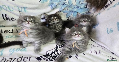 Maine Coon cats - Advert 5