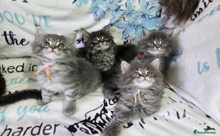 Maine Coon cats - Advert 4