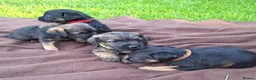 Border Terrier dogs for sale: BORDER TERRIERS SLEM CLEAR  - Advert 11