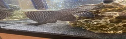 Plecos fish for sale: Pleco in Derby - Advert 1