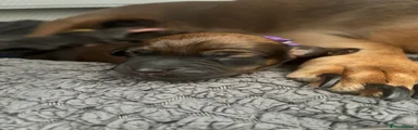 Dachshund 6