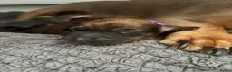 Dachshund dogs for sale: Miniature/standard dachshund puppies  in Alfreton - Advert 11