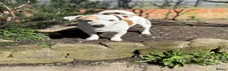Jack Russell dogs for sale: Senior Jack Russell Terrier - Advert 4