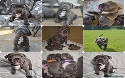 Staffordshire Bull Terrier dogs for sale: **Ready To Leave**KC Blues Champ Blood in Coventry - Image 21