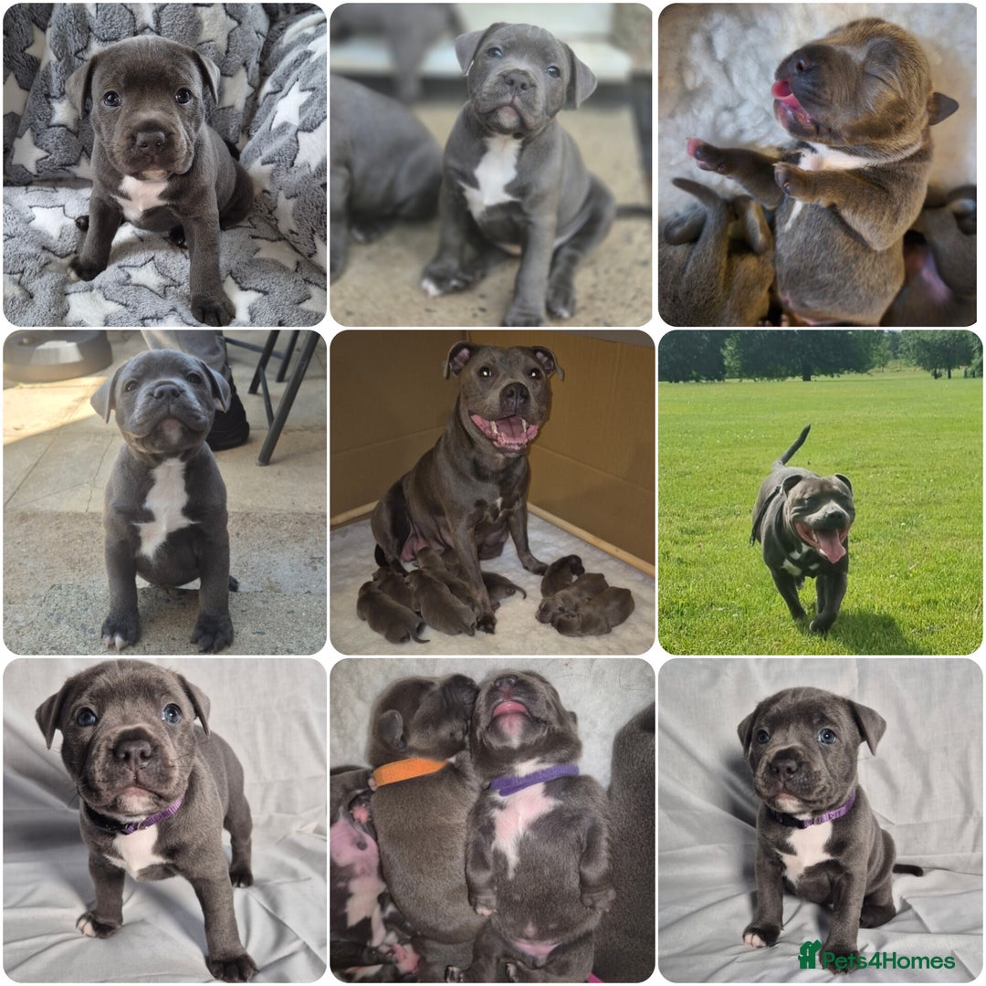 Staffordshire Bull Terrier dogs for sale: **Ready To Leave**KC Blues Champ Blood in Coventry - Image 21