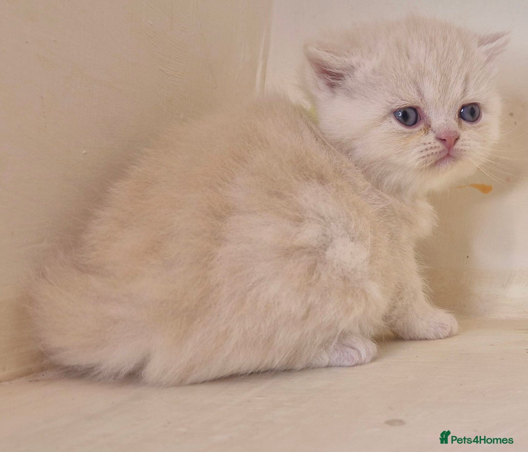 Mixed Breed cats for sale: Persian x british short hair - Advert 13