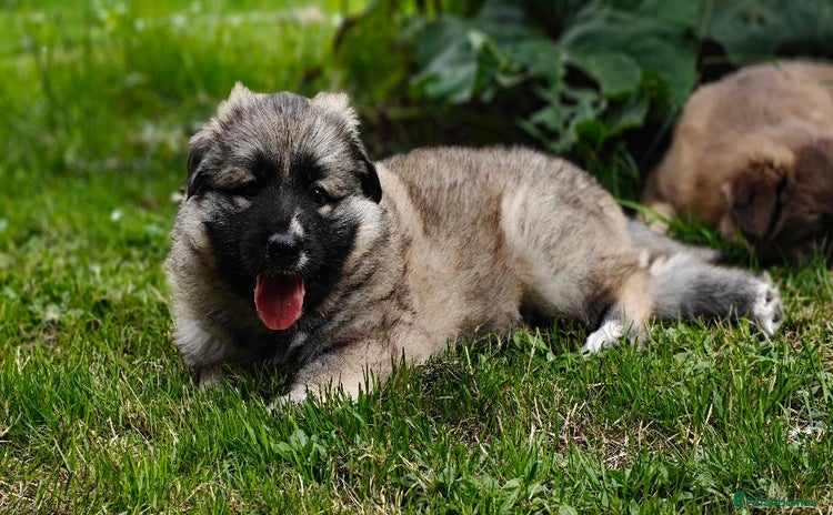 German Shepherd dogs - Advert 1
