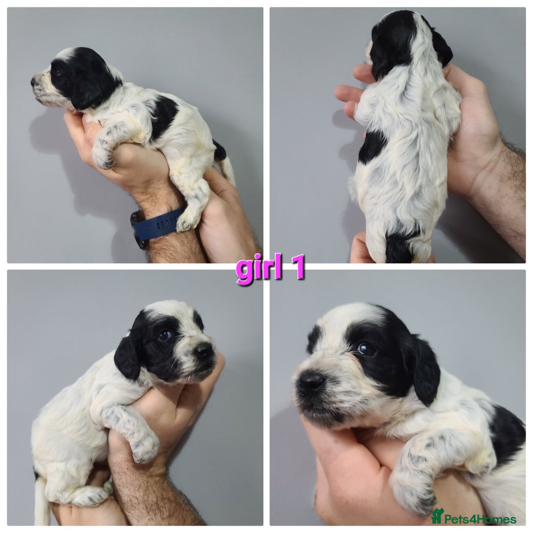 Cockapoo dogs for sale: F1 Cockapoos, Parti Roan. DNA HEALTH TESTED - Image 3