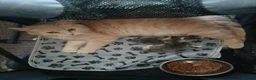 Ragdoll cats for sale: 1 female kitten rag doll in Crook - Advert 7