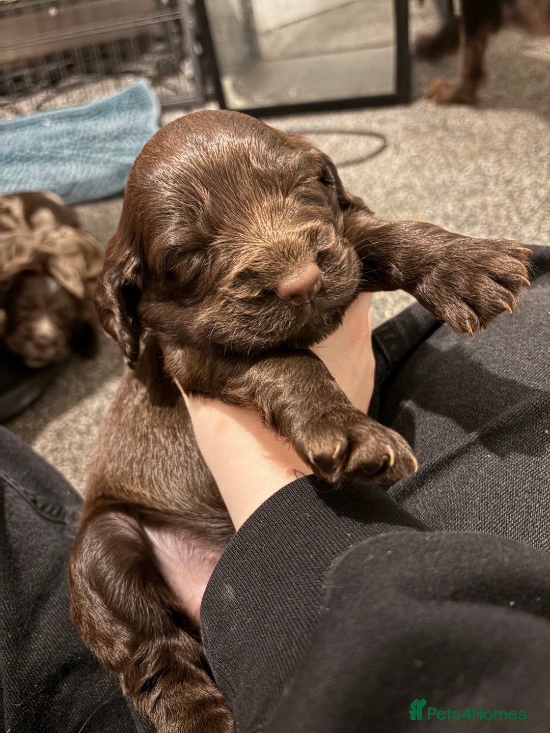 Cocker Spaniel dogs for sale: FEMALE CHOC WORKING COCKER LEFT! - Advert 21