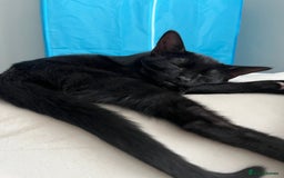 British Shorthair cats for sale: 7 Month Old Female  - Image 2