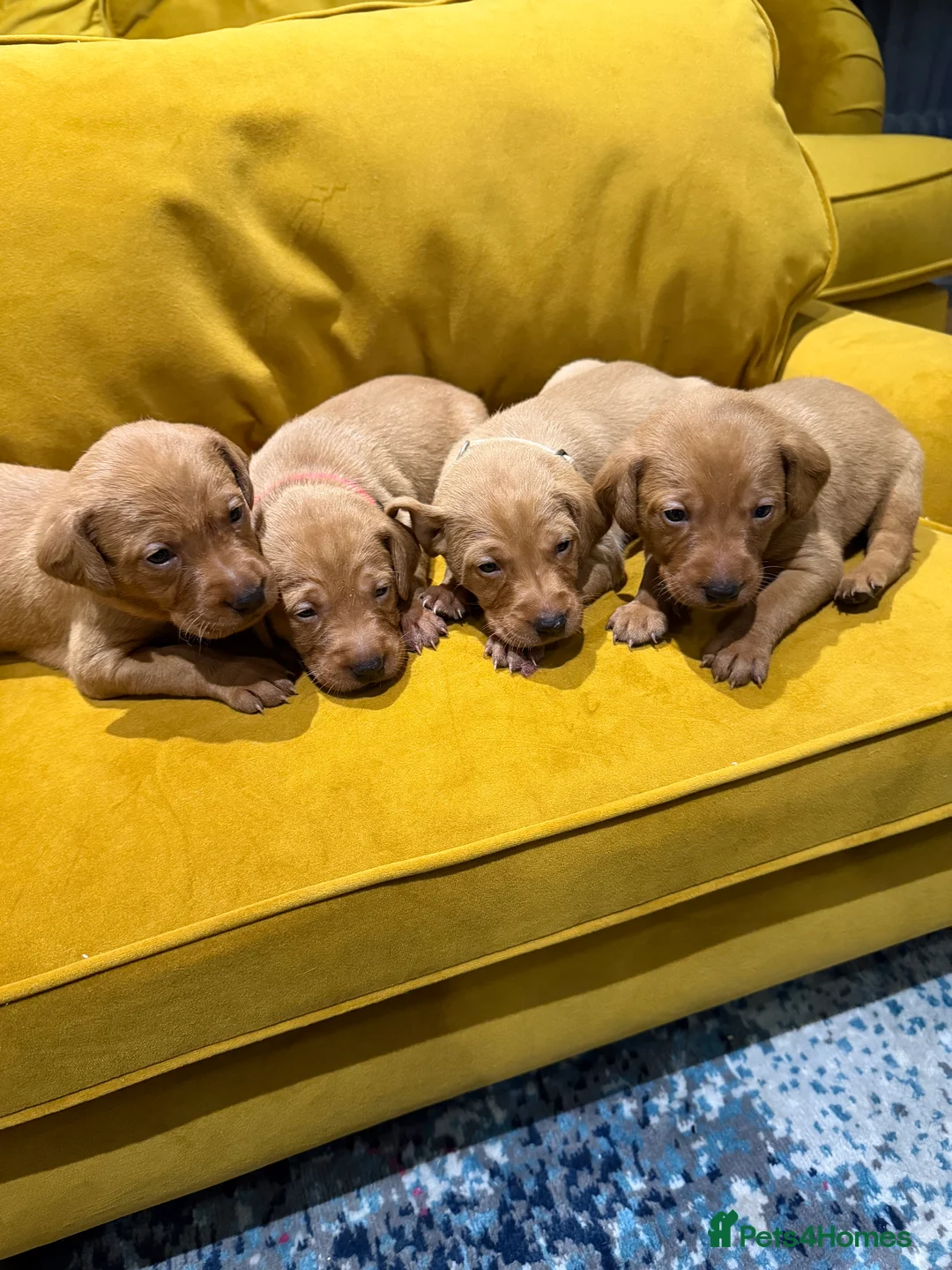 Mixed Breed dogs for sale: Vizslador Puppies (Hungarian Vizsla x Fox Red Lab) - Advert 3