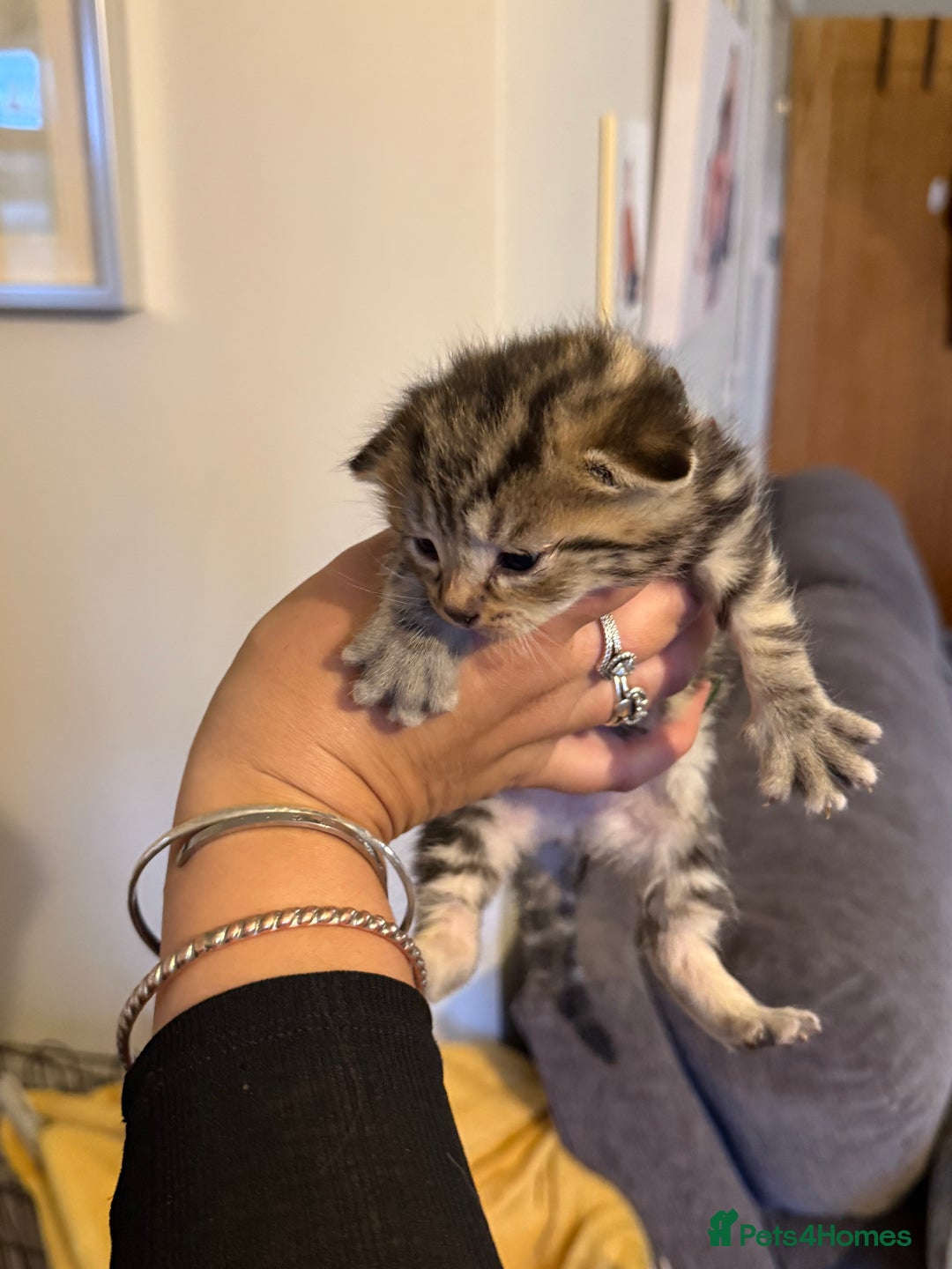 Mixed Breed cats for sale: Lovely mixed breed Kitrens for sale.  - Image 17