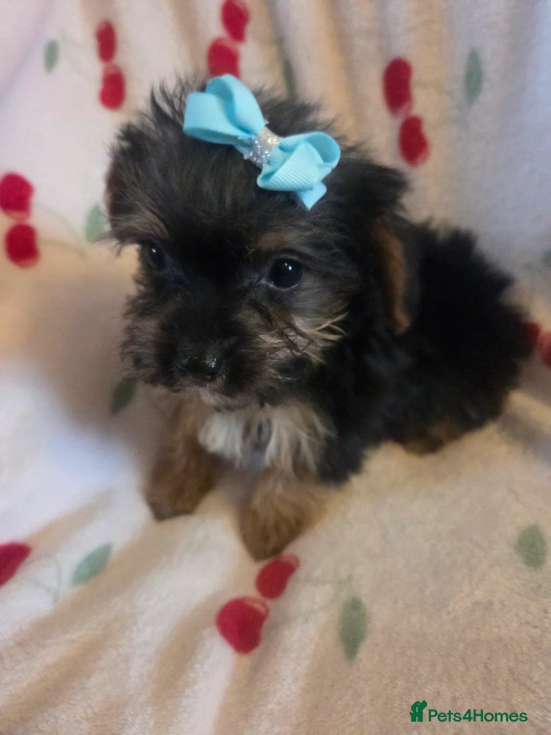 Mixed Breed dogs for sale: Yorkshireterrier xjackrussell  - Advert 19
