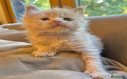Maine Coon cats for sale: Beautiful big cream boys - Image 10