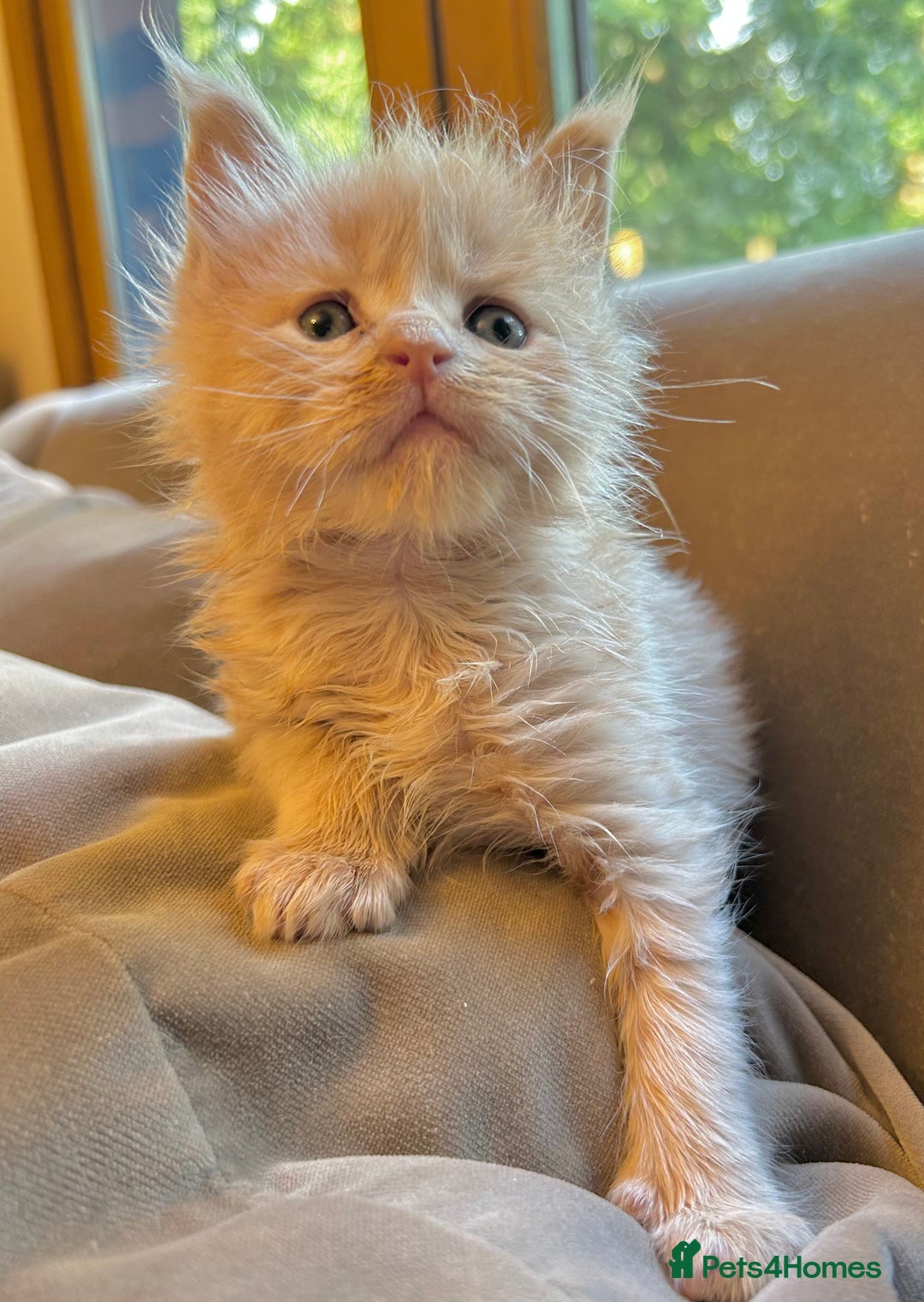 Maine Coon cats for sale: Beautiful big cream boys - Image 10