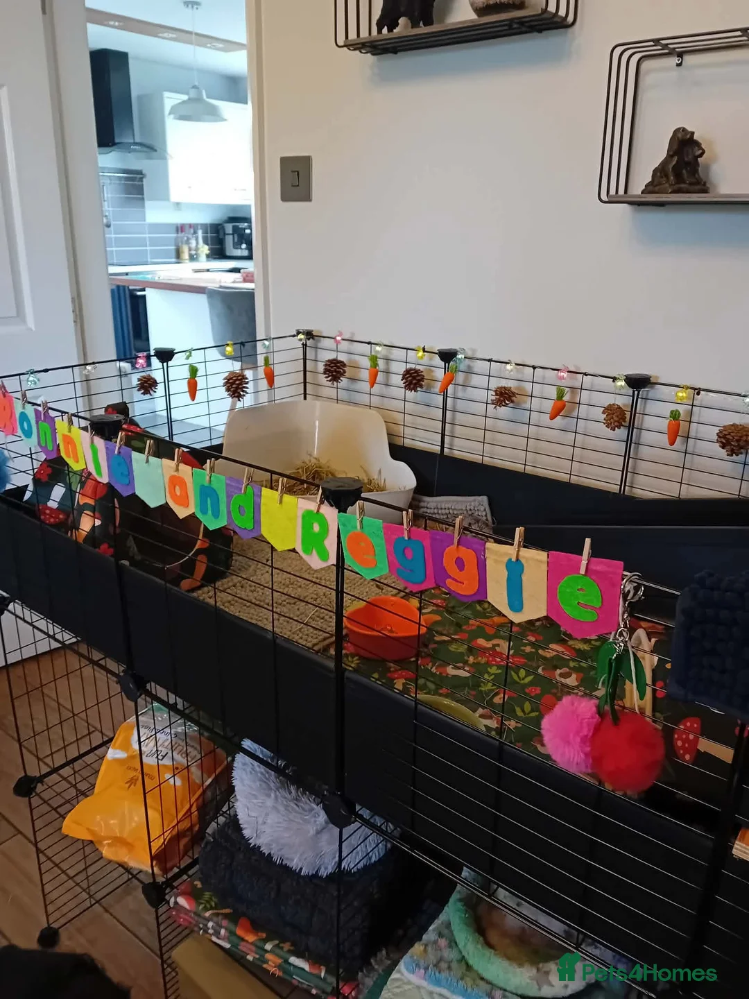 Guinea Pig rodents for sale: Bonded Lunkarya baby brothers/ three tier CC cage - Advert 1