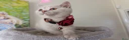 British Shorthair cats for sale: GCCF registered cream and lilac BSH - Advert 8